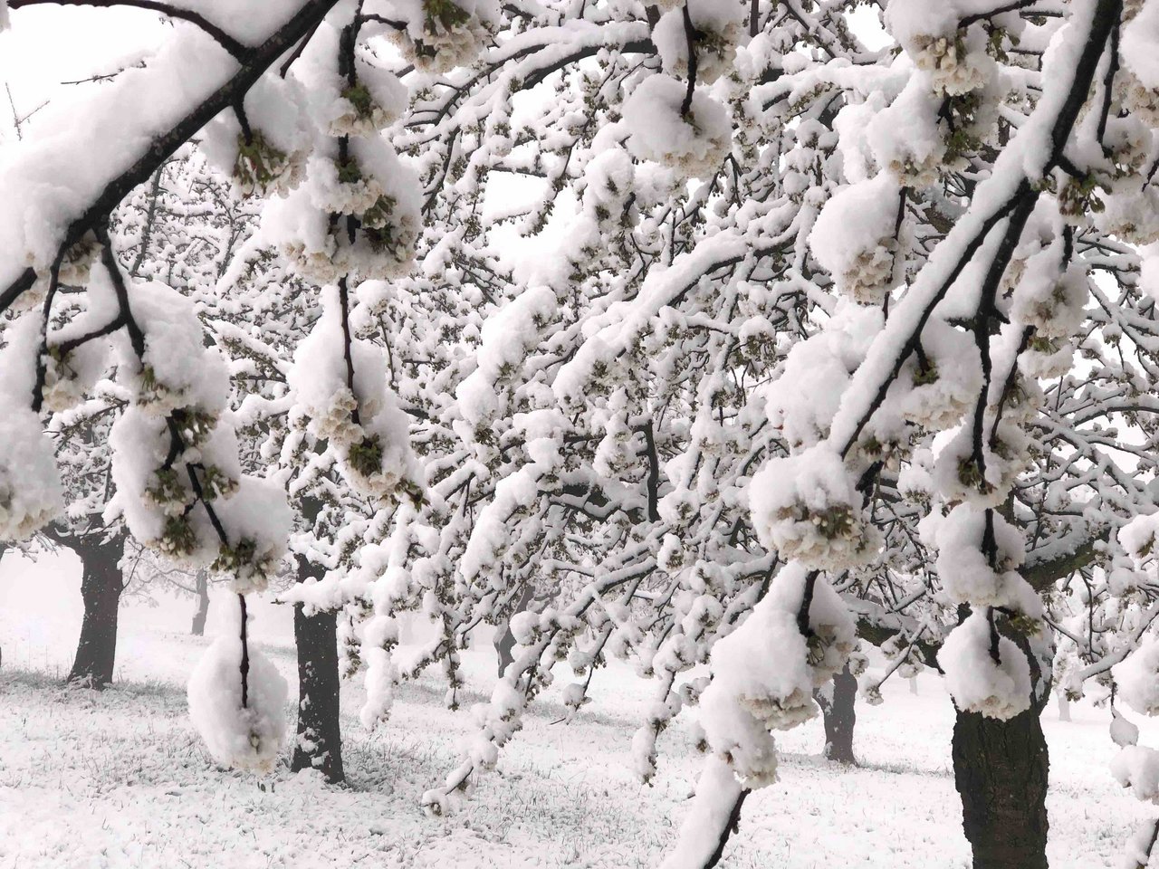Im Baselbiet versanken die Kirschblüten gar im Schnee. (Bild zVg)