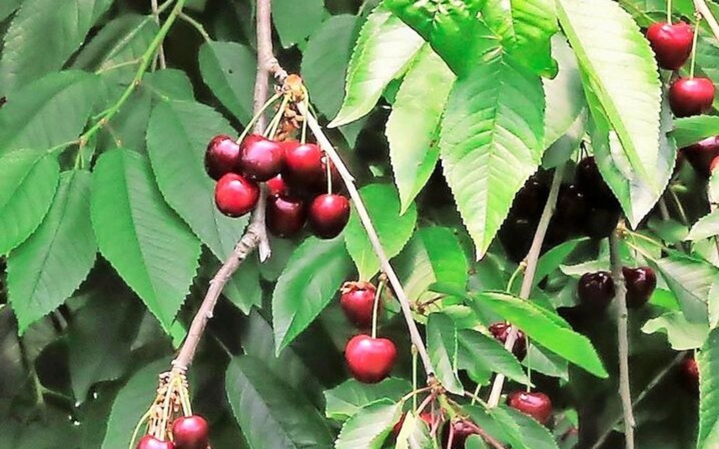 Die ersten Kirschen wurden schon geerntet.