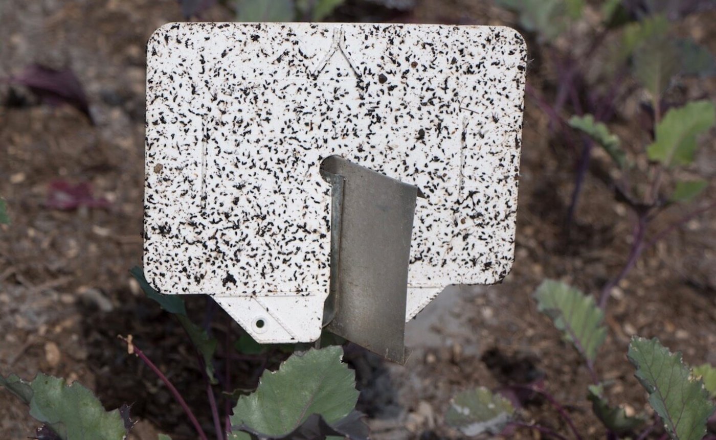 Pflanzenschutz im Garten: Klebefallen eignen sich für den Massenfang von Schädlingen. (Foto: Eveline Dudda)