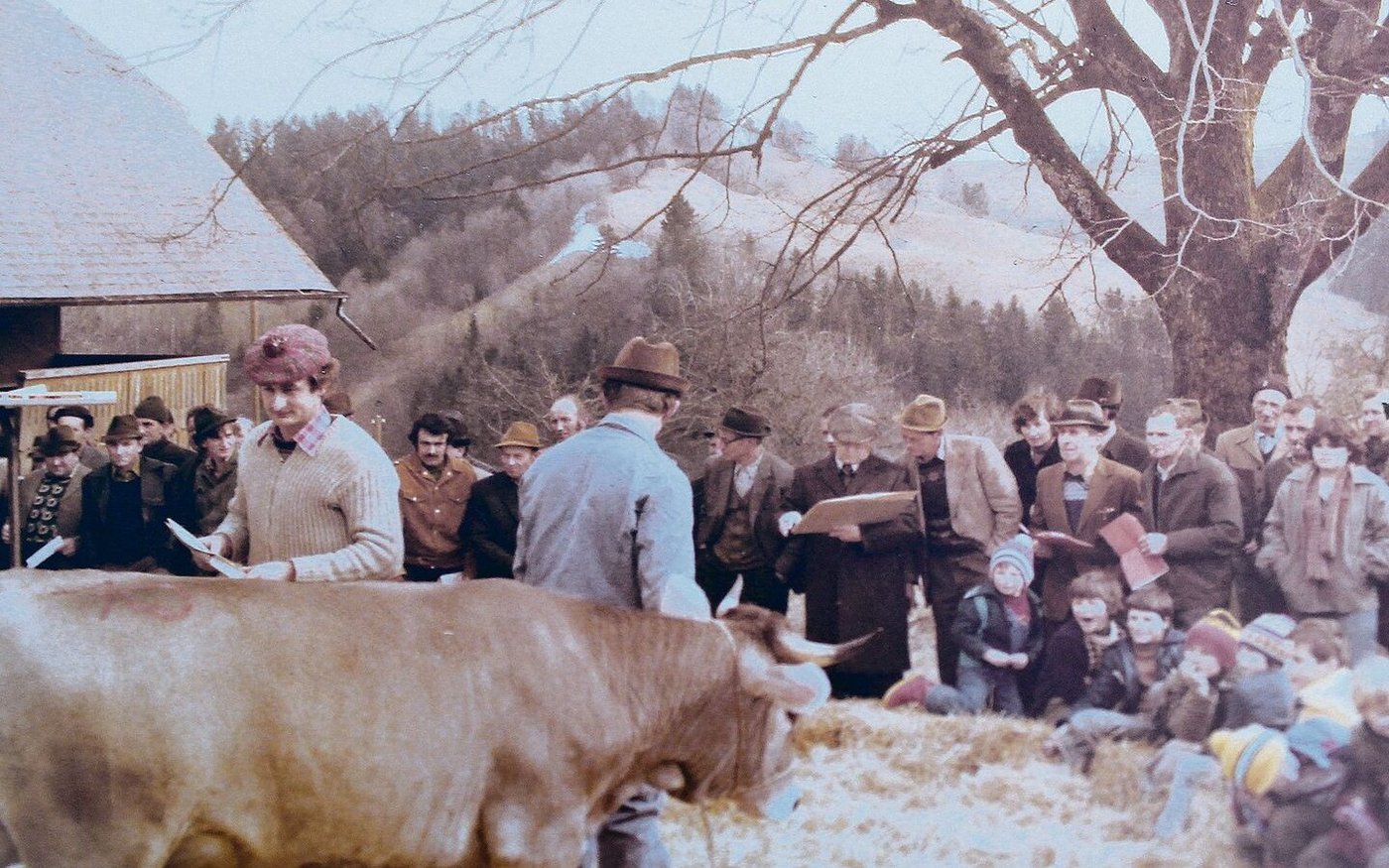 Der Autor steht am 9. März 1979 hinter dem Rind Lusti, welches vergantet wird. 