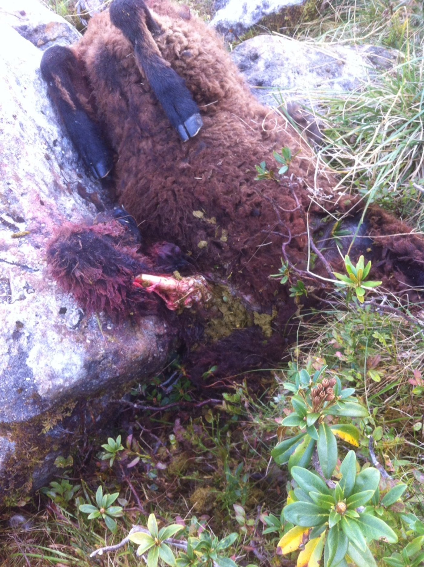 Die Wildhut habe bestätigt, dass es sich um einen Wolf gehandelt habe, so der Leser.