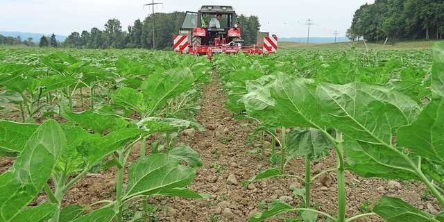 Die Unkrautregulierung in Sonnenblumen kann dank weiten Reihenabständen auch mechanisch erfolgen.Bild: Landwirtschaftliches Zentrum Liebegg
