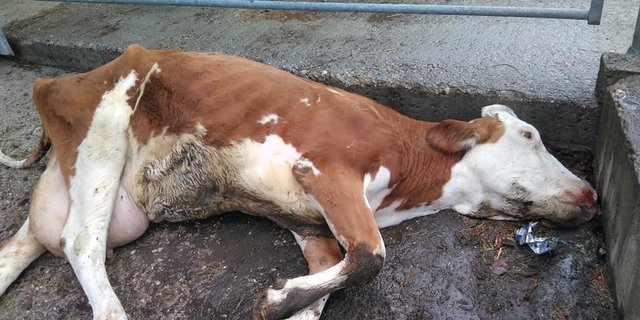 Die Kuh konnte nicht mehr fressen und trinken und habe innerhalb einer Woche hundert Kilogramm abgenommen. Darauf habe der Bauer das Tier von seinen Leiden erlöst. (Bild Jean-Pierre Philpona)