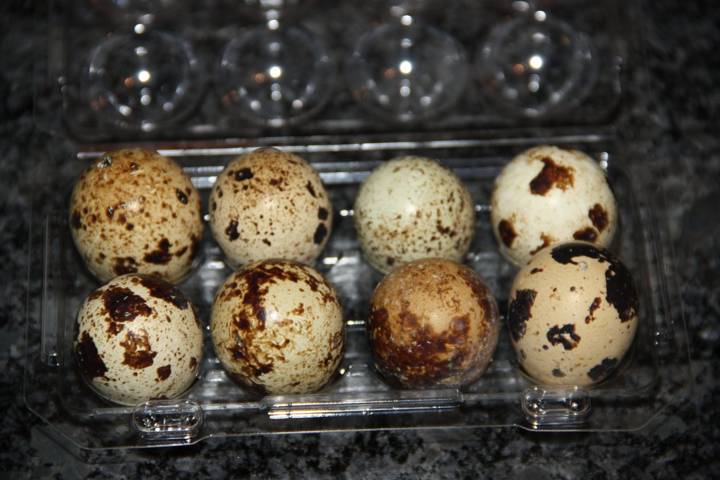 Die Wachtel-Legehennenhaltung ist eine Nischenproduktion. (Bild aw)