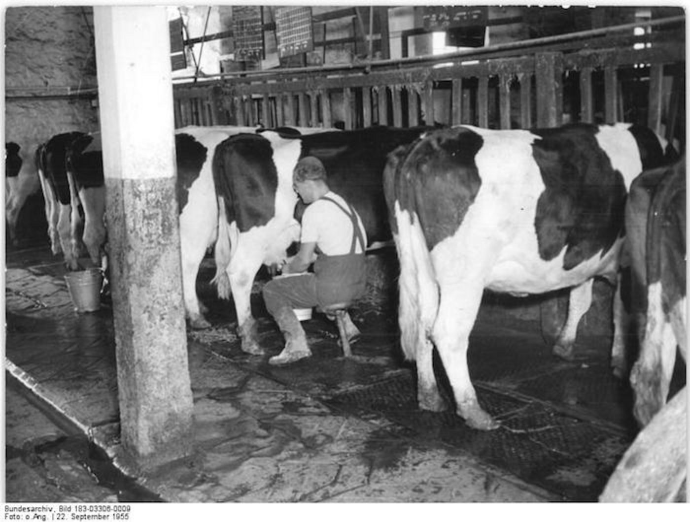 Melken: Das Bild aus dem Bundesarchiv ist von 1955. Heute ist der Schemel schon fast eine Antiquität. (Bild Bundesarchiv)