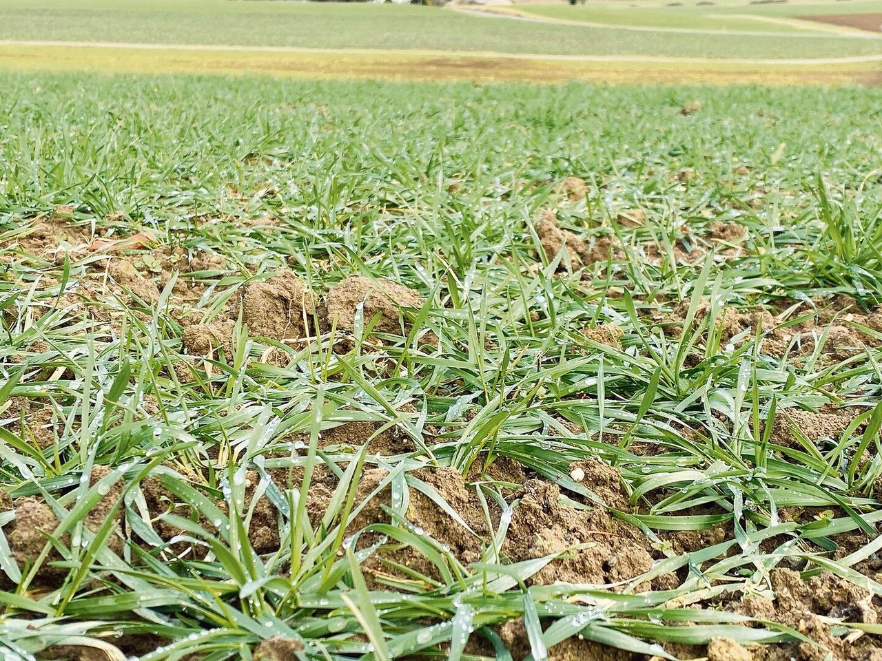 Sein Getreide sei – trotz Verzicht auf Insektizide und Fungizide – ziemlich ertragsstabil, sagt Toni Seeholzer. 