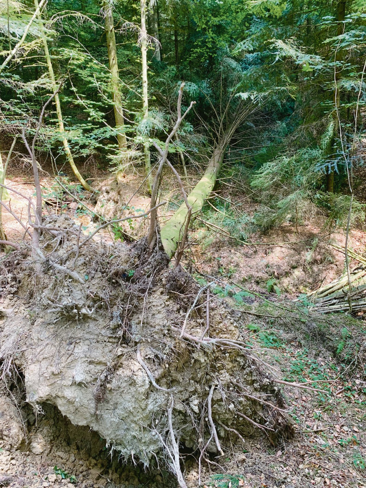 Viel Schadholz, auch von den Sommerstürmen im Juli, liegt noch im Wald. Einige von der Trockenheit geschwächte Bäume wurden ganz entwurzelt. (Bilder Josef Scherer)