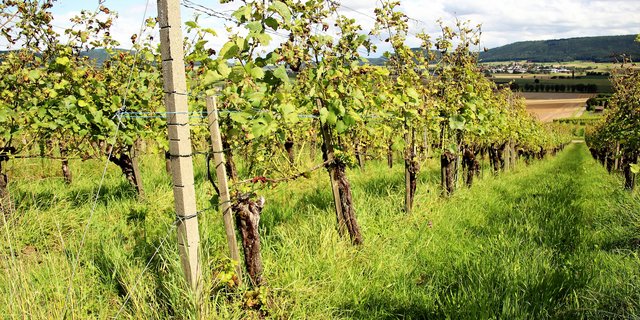Eine stark mit Falschem Mehltau befallene Reblage in Hallau. (Bild RoMü)