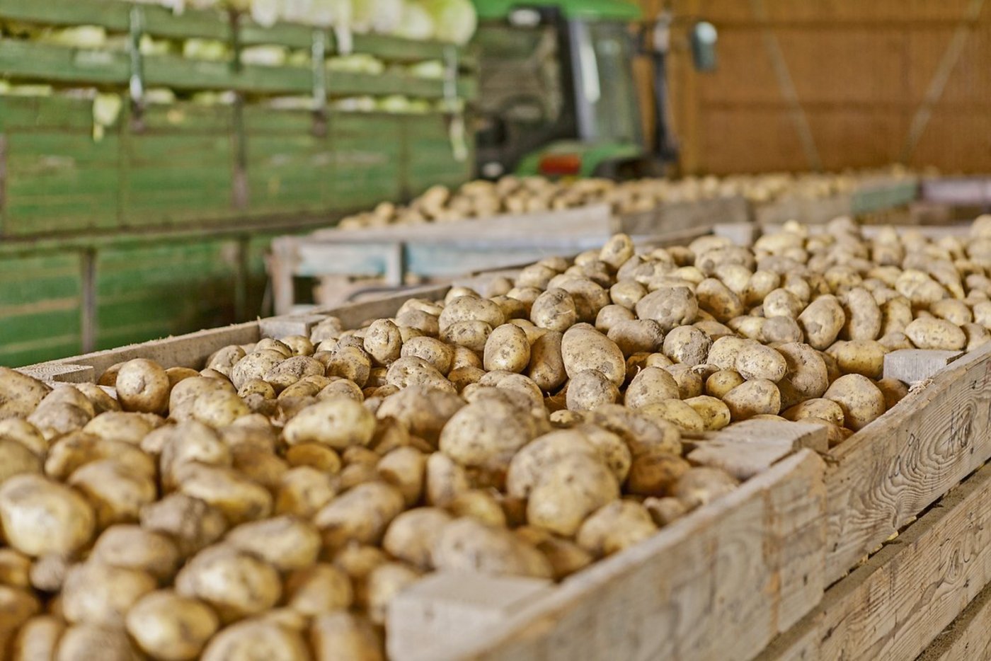 Kartoffeln sollten idealerweise bei 3,7 bis 4°C eingelagert werden.(Bild Fotalia)