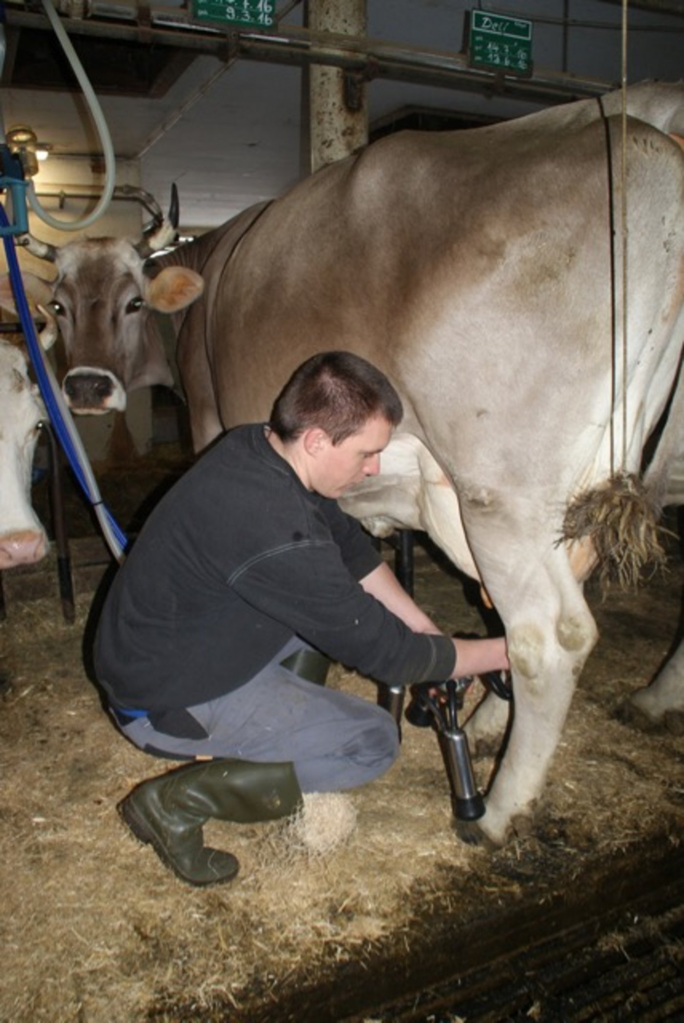 Heute Rohrmelkanlage, morgen Melken mit Standeimer, übermorgen Melkroboter: Betriebshelfer müssen flexibel sein und sich schnell auf die Gegebenheiten auf den Höfen einstellen können. 