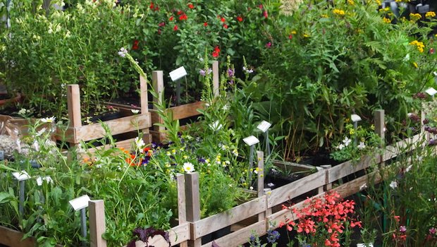 Man sollte sich im Gartencenter und auf dem Markt nicht durch die Blütenpracht verführen lassen. Stauden pflanzt man im Herbst und am besten als Jungpflanze. (Bild Ruth Bossardt)