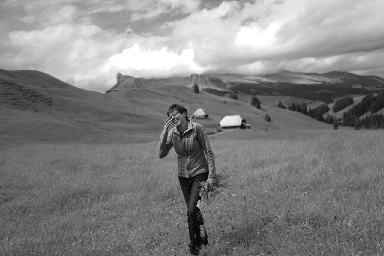 Esther hat das Alpenkreuzkraut zwischen der Schrattenfluh, dem Brienzer Rothorn und dem Tannhorn gesucht und gefunden. (Bild Pinaki)