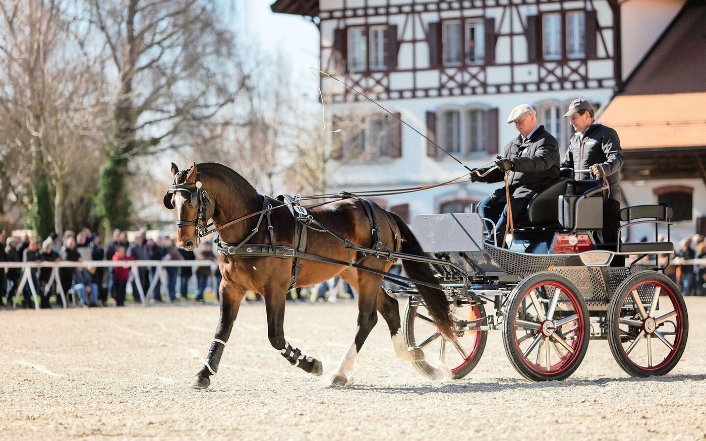 Diesen Samstag zeigt sich, welche Hengstanwärter und somit Vaterlinien den Sprung in die Reihen der Zuchthengste schaffen.   