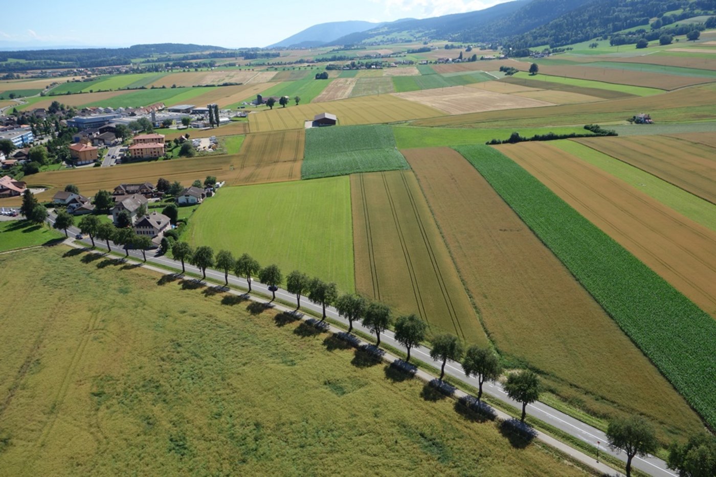 Alleenlandschaft und Ackerkulturen, ebenfalls im Kanton Neuenburg. (Bild: David Vuillemez)