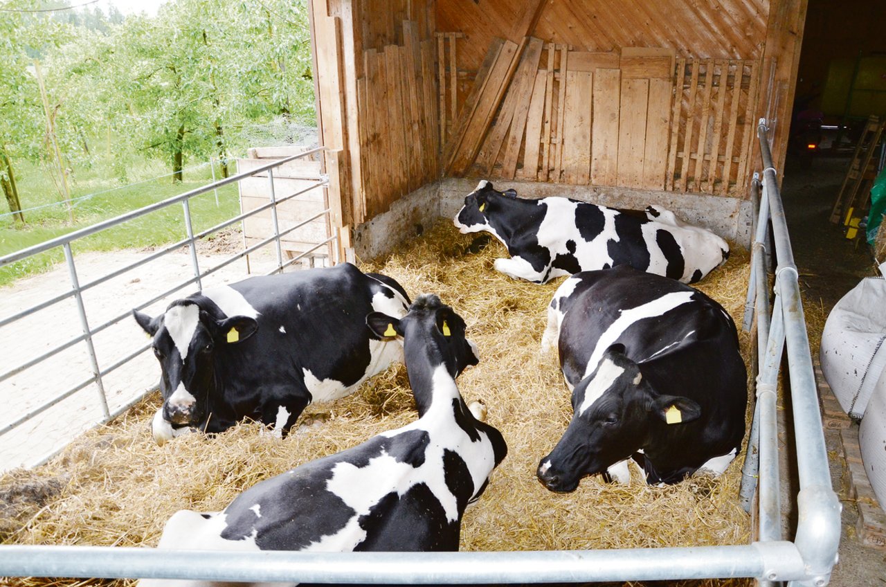 Damit man keine Trockensteller benötigt, sollten die Kühe vor dem Galtstellen nur noch maximal 15 kg Tagesmilch geben. Auch die Galtzeit sollte nicht zu lange sein, fünf Wochen reichen.(Bild BauZ)