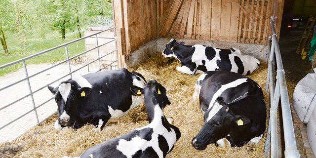 Damit man keine Trockensteller benötigt, sollten die Kühe vor dem Galtstellen nur noch maximal 15 kg Tagesmilch geben. Auch die Galtzeit sollte nicht zu lange sein, fünf Wochen reichen.(Bild BauZ)