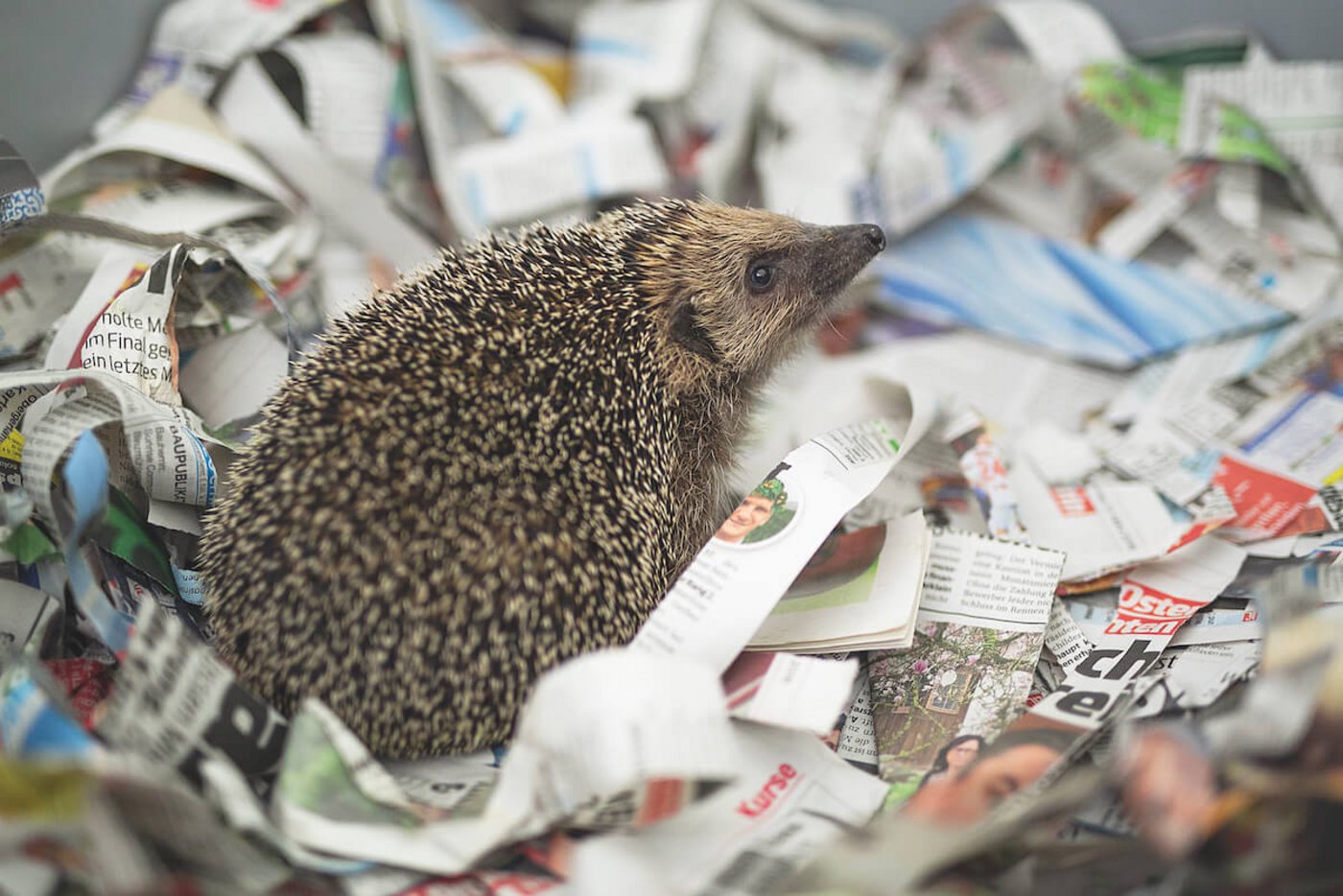 40 bis 60 Igel überwintern jeweils in der Wildstation. (Foto: Pia Neuenschwander)