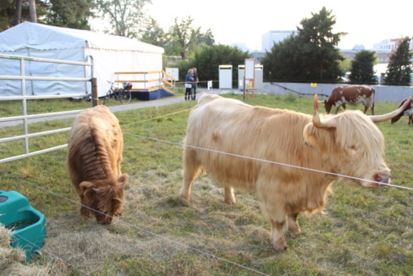 In Brugg-Windisch weiden noch bis am Sonntag Mutterkühe mit Nachwuchs, zum Beispiel diese schottsichen Hochlandrinder. Begutachtet wurden sie sogar von ... (Bilder Hans Rüssli) 