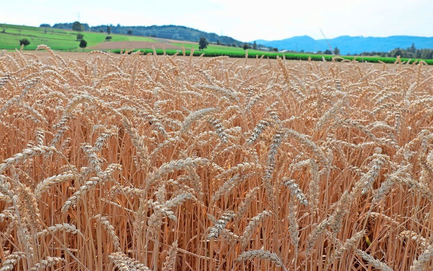 Viel Regen wird erst für Mitte Monat prognostiziert. Viele Bestände sind aber bereits jetzt in der Kornfüllungsphase.