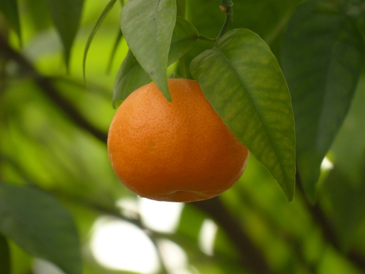 Vor allem Mandarinen und Clementinen sind für das Wachstum der Zitrus-Anlagen in Südafrika verantwortlich. (Bild Pixabay)