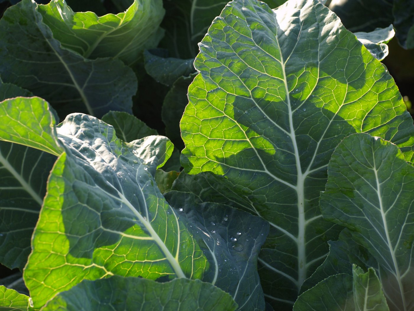 Krautstiele werden in der Schweiz auf rund 60 Hektaren angebaut. (Bild Monika Hufschmid/landwirtschaft.ch)