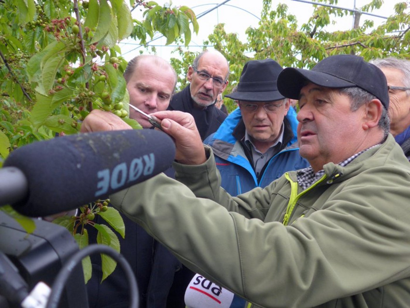 Bundesrat Schneider-Ammann lässt sich von Obstbauer Jean-Daniel Reuille am Kirschbaum über die Schäden informieren. (Bild akr)