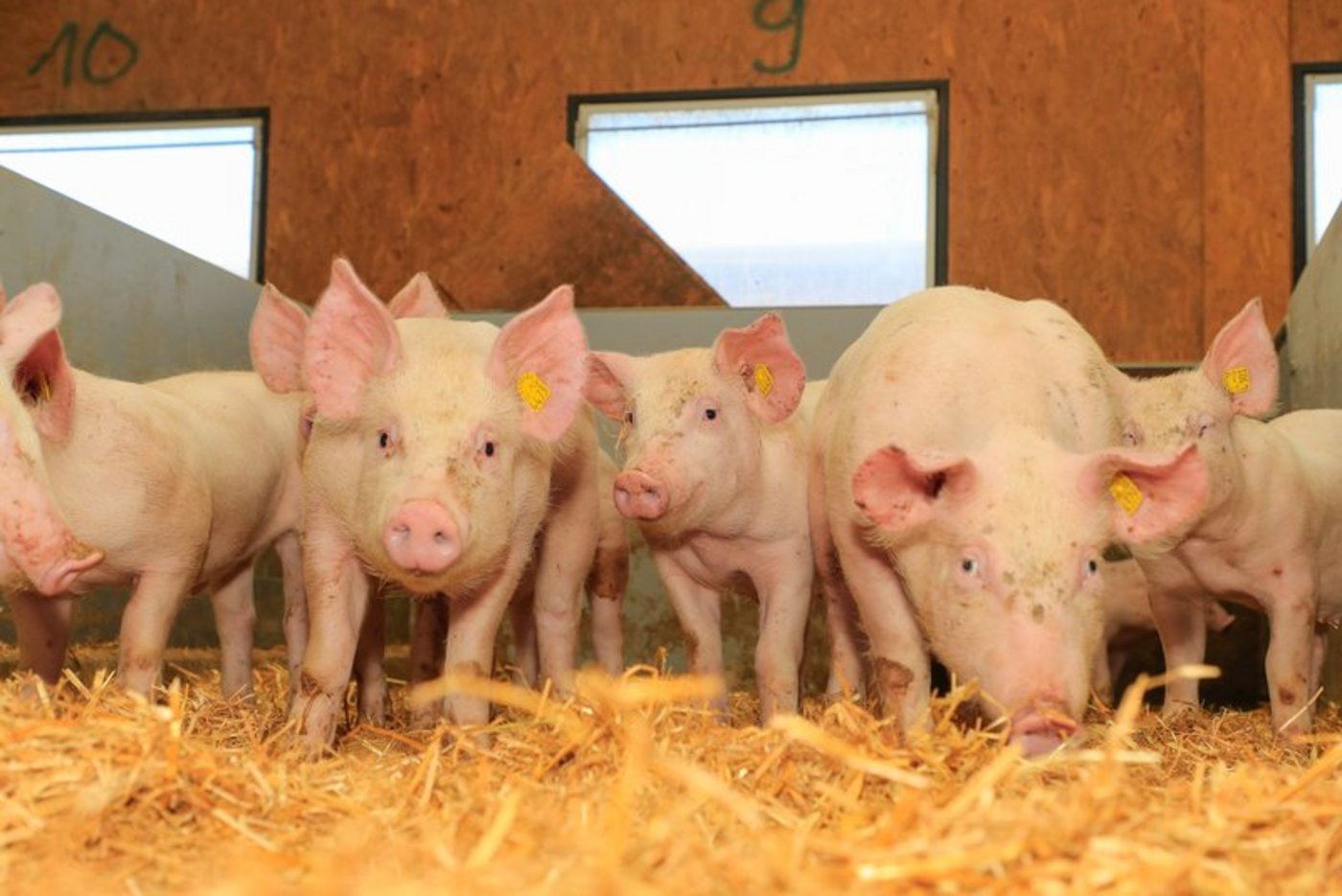 Der SBV erwägt, die Fair-Preis-Initiative zu unterstützen, wenn das Konzept der relativen Marktmacht im Kartellgesetz grundsätzlich verankert wird. Grund dafür ist unter anderem die Tatsache, dass die Bauern im Schweinemarkt wenigen marktmächtigen Unternehmen gegenüberstehen. (Bild BauZ/Peter Röthlisberger)