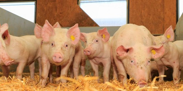 Der SBV erwägt, die Fair-Preis-Initiative zu unterstützen, wenn das Konzept der relativen Marktmacht im Kartellgesetz grundsätzlich verankert wird. Grund dafür ist unter anderem die Tatsache, dass die Bauern im Schweinemarkt wenigen marktmächtigen Unternehmen gegenüberstehen. (Bild BauZ/Peter Röthlisberger)