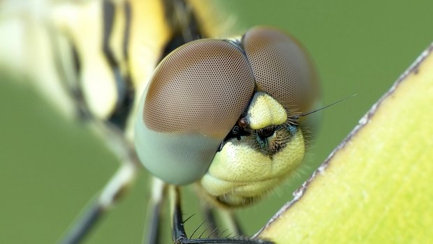 Libellen haben zwei Flügelpaare. Das befähigt sie zu abrupten Richtungswechseln und zum Stillstand in der Luft. Einige Arten fliegen sogar rückwärts. Libellen sind ungiftig und können nicht stechen. (Bild Pexels / Pixabay)