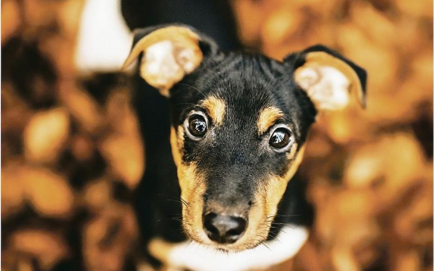 Junge Hunde sind neugierig und erkunden gerne ihre Umgebung. Das bringt mit sich, dass sie Wanderern nachlaufen. Ihr Ausbüxen wird teilweise gebüsst. (Bild Helene Marti)