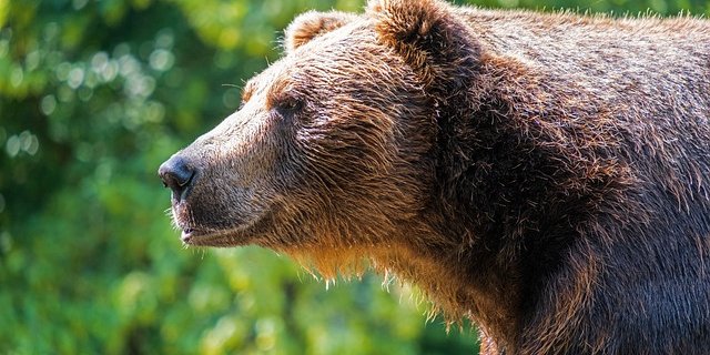 Bei den Bauern in der Region ist die Sorge gross: "Die Schafe sind wie ein gedeckter Tisch für den Bären", sagt Almbauer Josef Glatz aus Garmisch-Partenkirchen. (Symbolbild Pixabay)