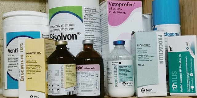 Es muss zunehmend mit Engpässen bei Medikamenten für Nutztiere gerechnet werden. Nicht nur Antibiotika sind betroffen, auch Impfstoffe fehlen.
