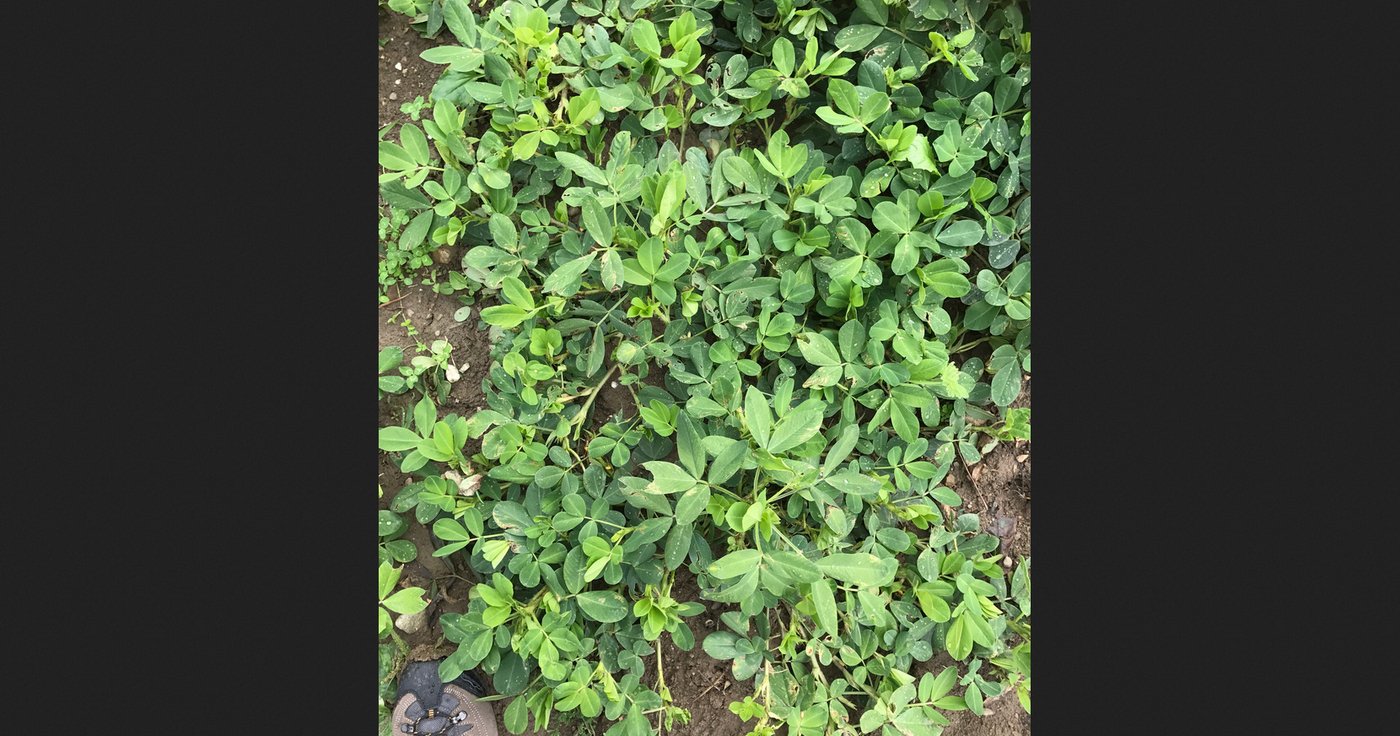 Die Pflanze vor der Ernte (Bild Werner Lenzin)