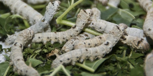 Seidenraupen: 2009 war dem Projekt noch nicht viel Erfolg beschieden, ganz im Gegensatz zu heute. (Bilder lid/Swiss Silk)