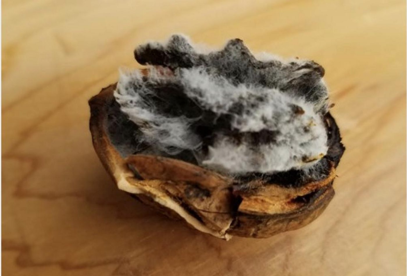 Um einen Schimmelpilzbefall vorzubeugen, müssen die Nüsse innerhalb von drei bis vier Tagen aufgesammelt und getrocknet werden. (Bilder Swiss Nuss)