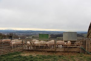 Der Amtsschimmel wiehert gegen die Freiland-Schweine Die Freilandschweine dürfen nur noch bis Ende Jahr uf dem Thurgauer Seerücken gehalten werden. (Bild Hans Rüssli)