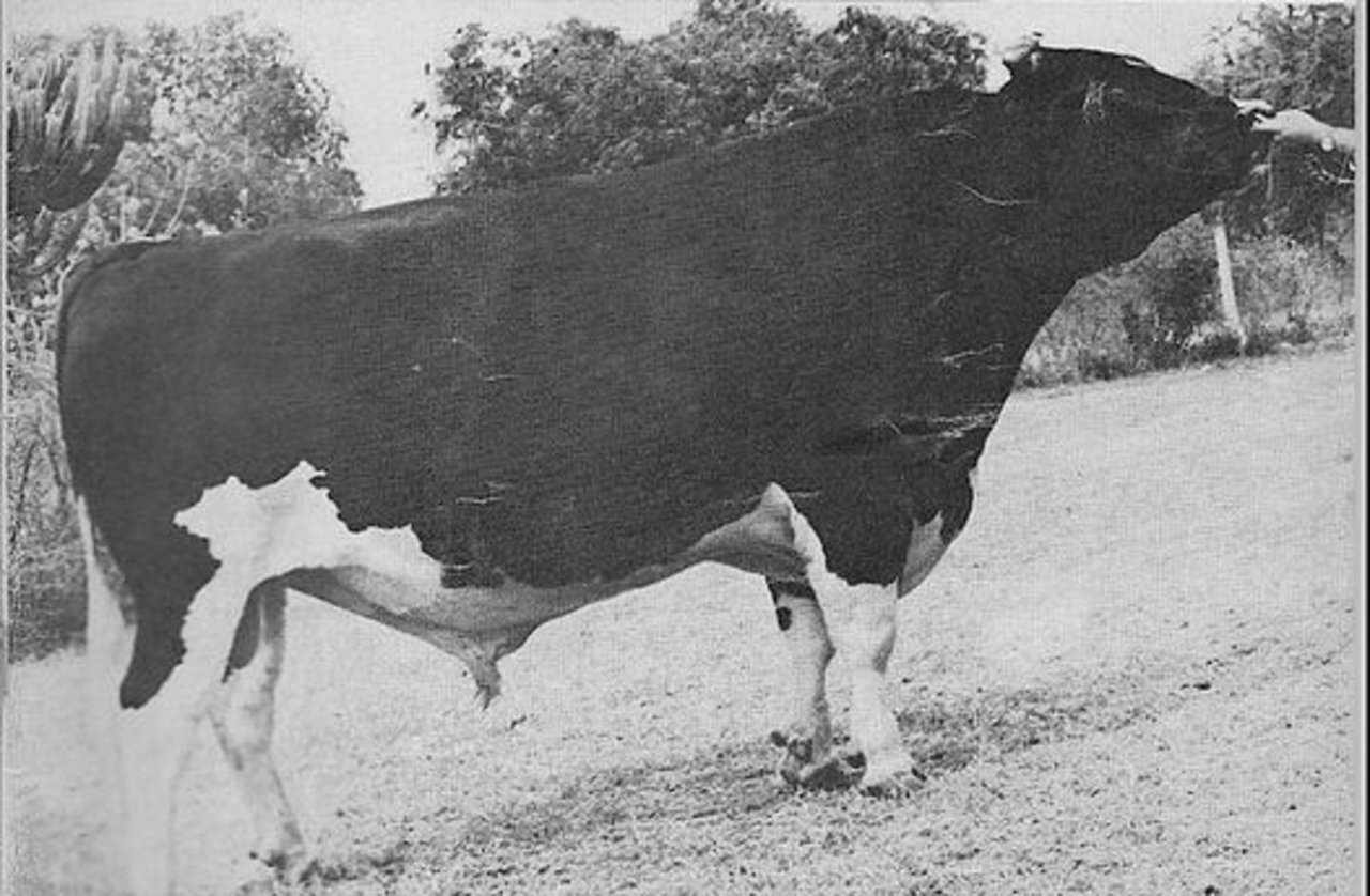 Rosafe Citation RF. Der Vater des legendären Citation Topper RH. Topper hinterliess in den 70er-Jahren viele schöne RH-Kühe.