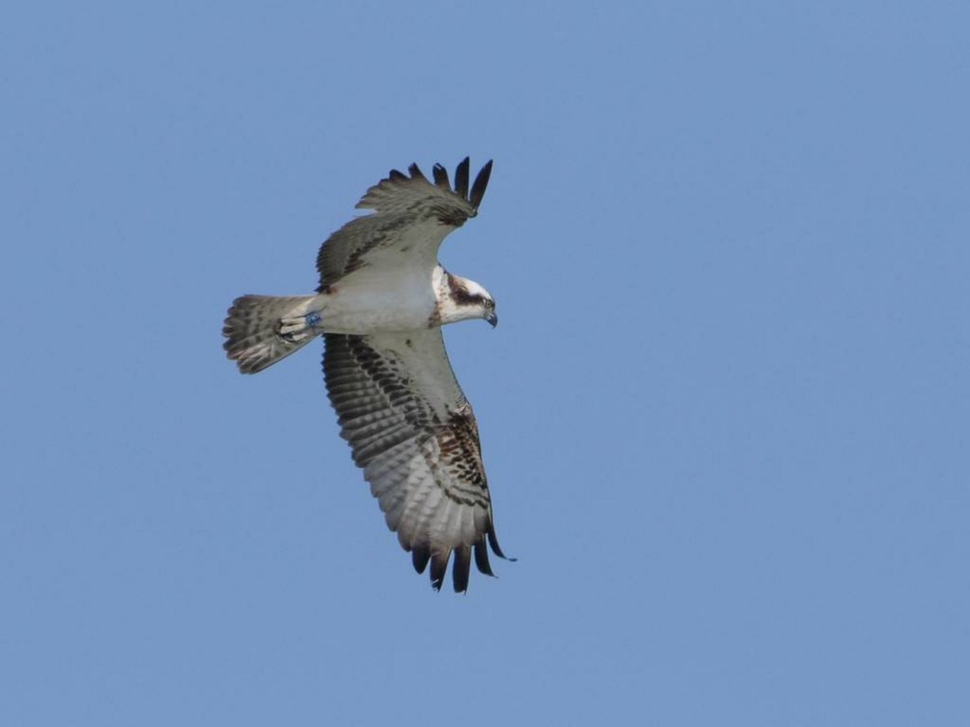 «Fusée» (zu deutsch: Rakete) war im Sommer 2016 ausgewildert worden. (Bild Nos Oiseaux)