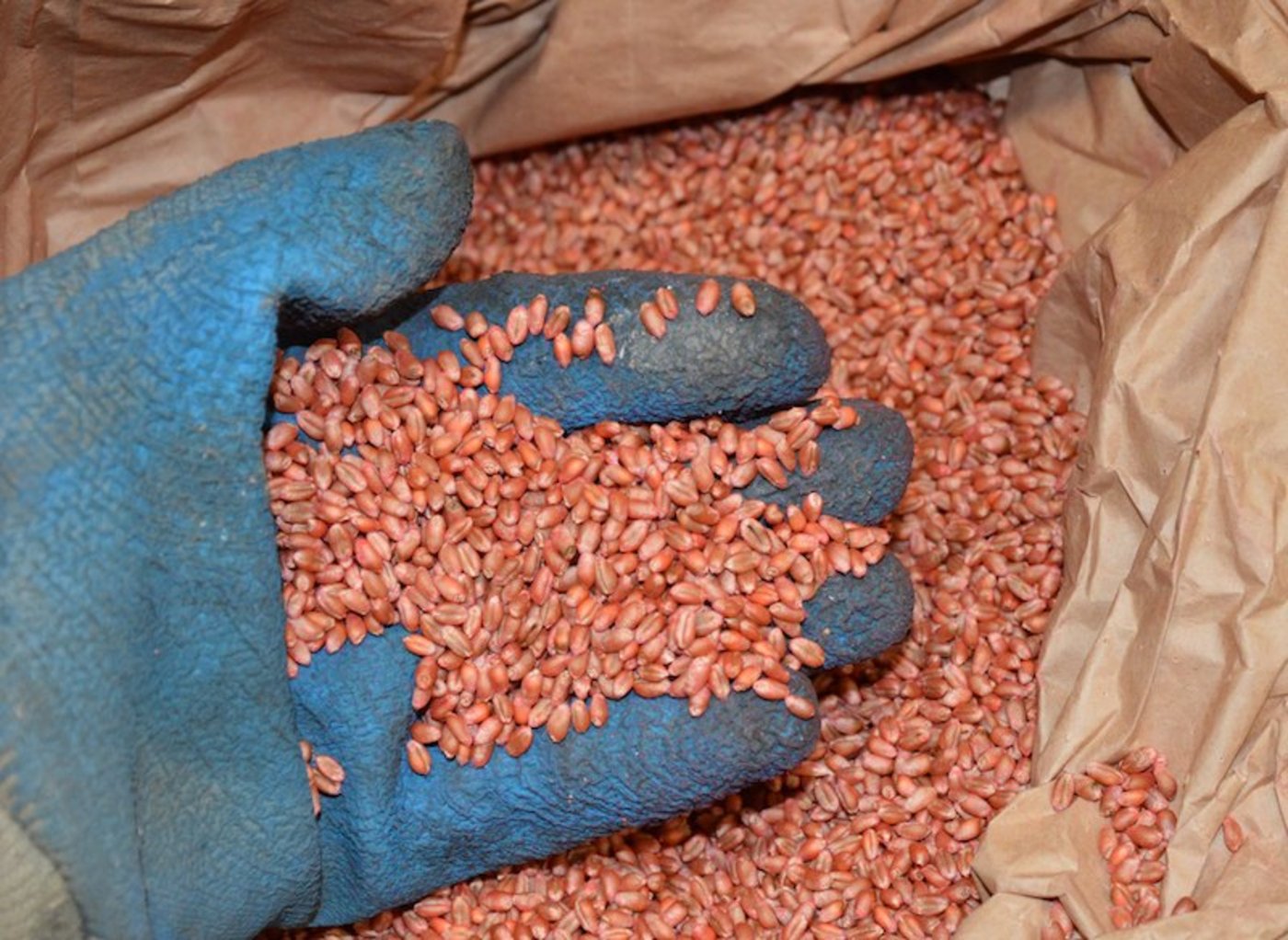 Per Neujahr muss auf Saatgut verzichtet werden, welches mit Neonicotinoiden behandelt wurde. (Bild Matthias Wiedenau)