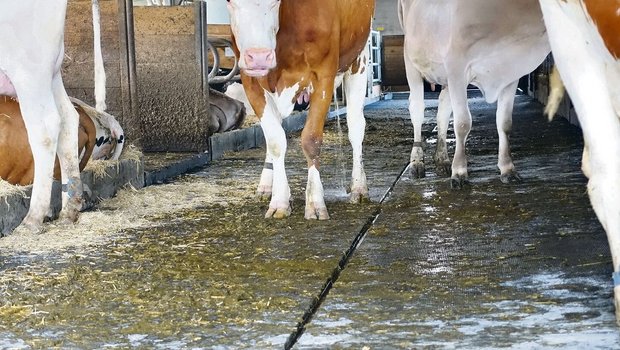 3D-Gummiauflage mit Gefälle zur Harnrinne in einem Rindviehstall. Rascher Harnabfluss reduziert die Ammoniakbelastung markant. 