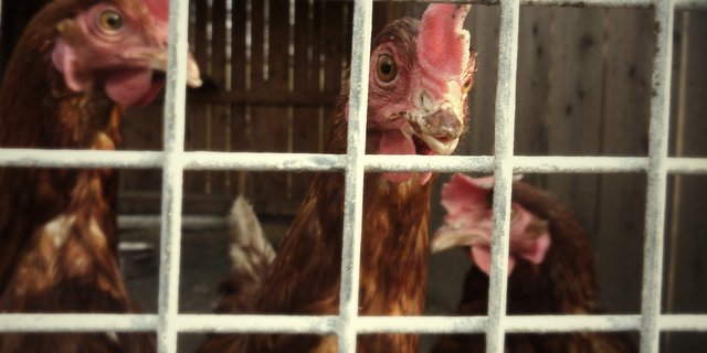 Die EU-Bürgerinitiative fordert ein striktes Untersagen der Käfighaltung von Legehennen, Junghennen, Mastelterntieren, Legeelterntieren, Wachteln, Enten und Gänsen sowie von Kaninchen. (Symbolbild Flickr Krystian OlszanskiFlickr)