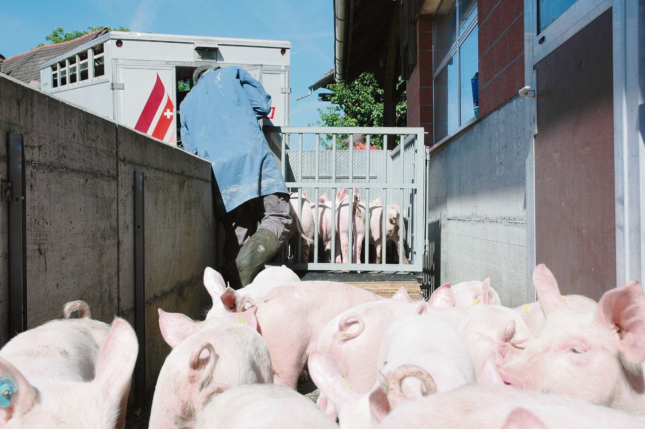 Schweine werden nur sehr wenige exportiert.(Bild aem)