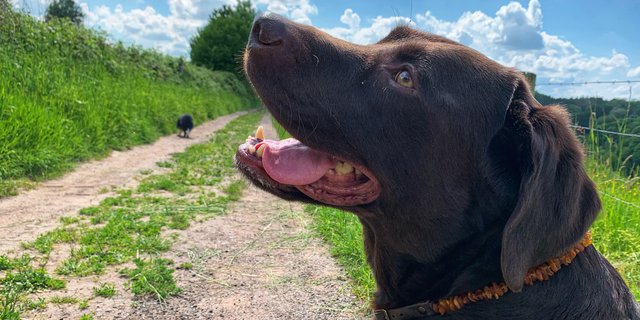 Die Bernsteinkette sieht nicht nur hübsch aus, sondern hat im Test auch gut abgeschnitten. (Bild Lisa McKenna)