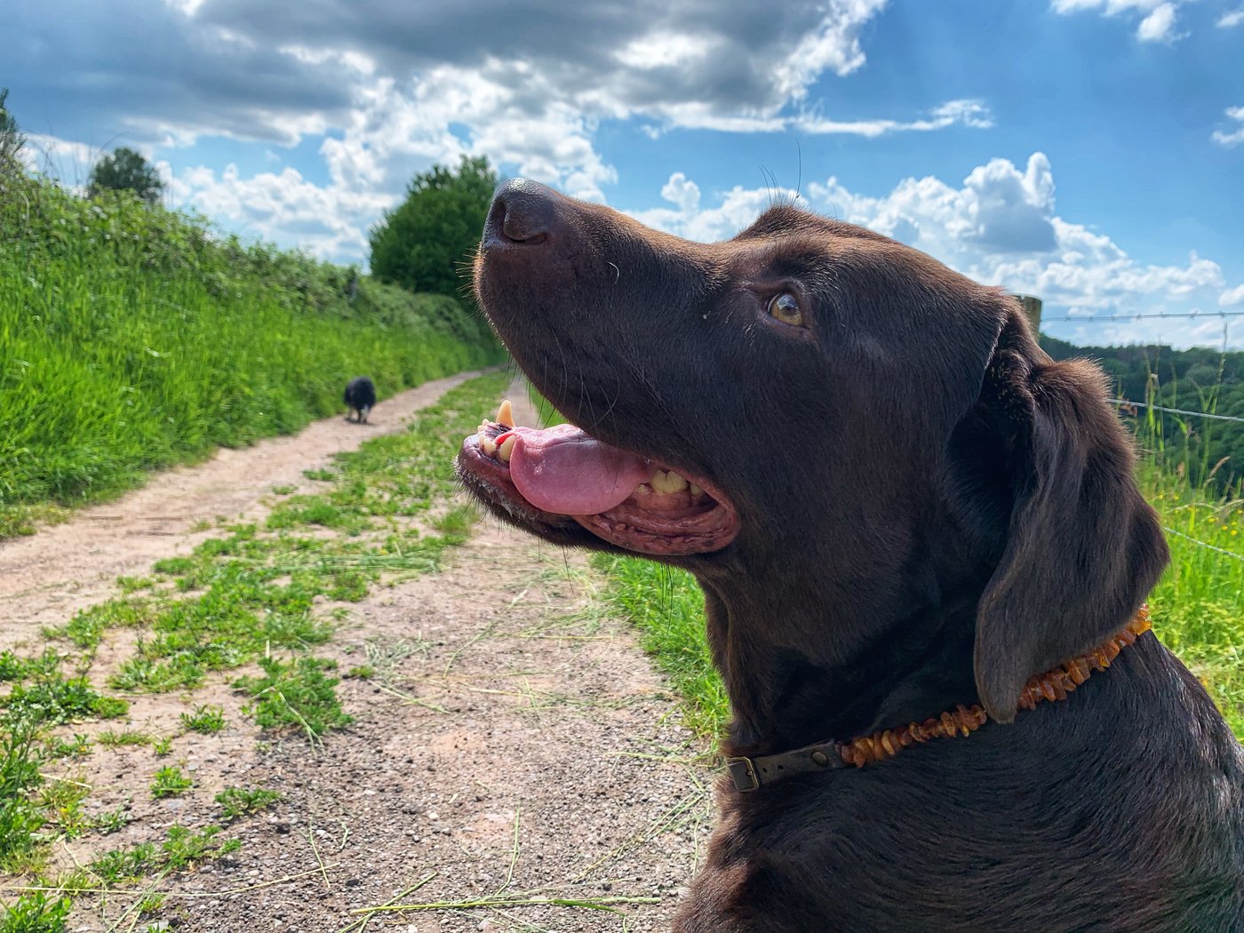 Die Bernsteinkette sieht nicht nur hübsch aus, sondern hat im Test auch gut abgeschnitten. (Bild Lisa McKenna)