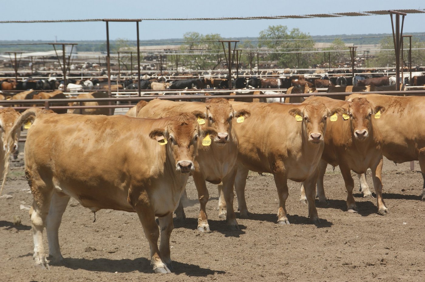In den US-Feedlots wird oft zu Wachstumshormonen gegriffen. (Bild lid)