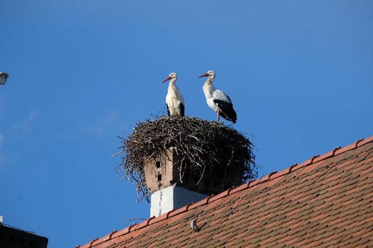 «Es besteht zwar eine kleine Gefahr, dass unser Berner Storchenpaar in das neue Nest abwandert», erklärt Wägeli. 