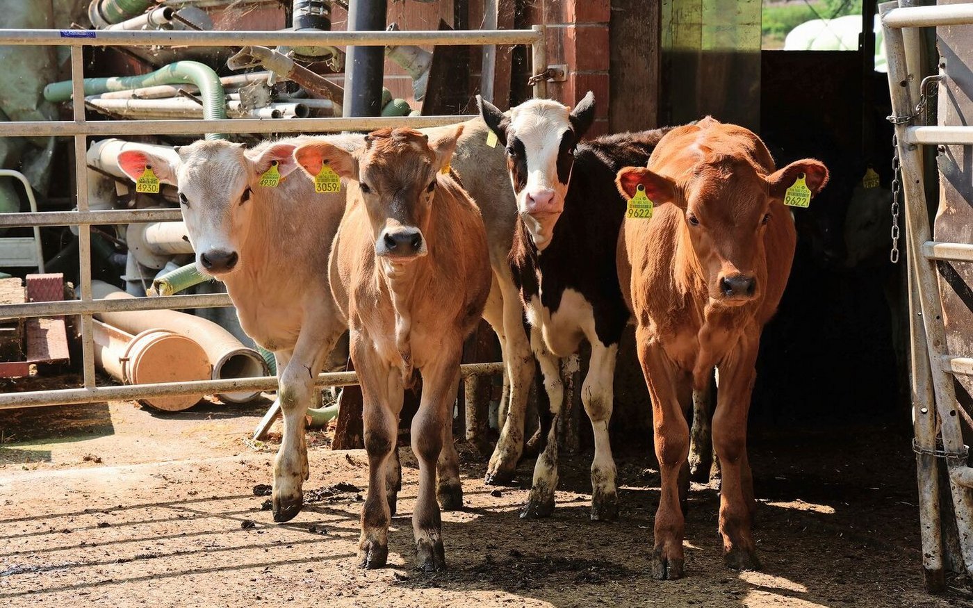 Im Alter von etwa 45 Tagen kommen die jungen Rinder zu Rutishausers, wo sie zuerst mit Milchpulver ,später mit Silage gemästet werden. 