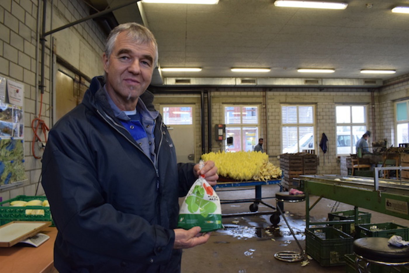 Der abgepackte und verkaufsfertige Chicorée.