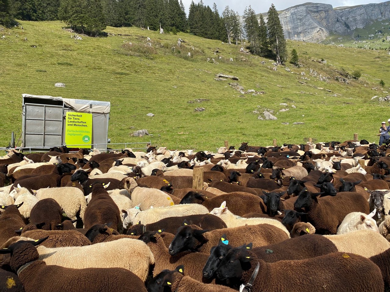 Rund 300 Schafe waren Teil des Alpabzugs oberhalb von Kandersteg. (Bild BeBV)