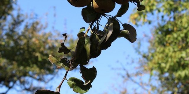 Die kleinen Früchte sind sehr würzig und entwickeln beim Kochen eine Karamellnote. (Bilder zVg)